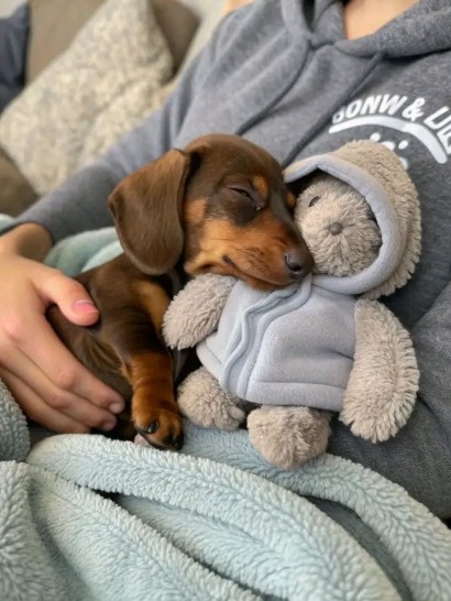 Dachshund Lovely on X: "😍🥰🥰🥰 https://t.co/TIPMpm57Ul" / X