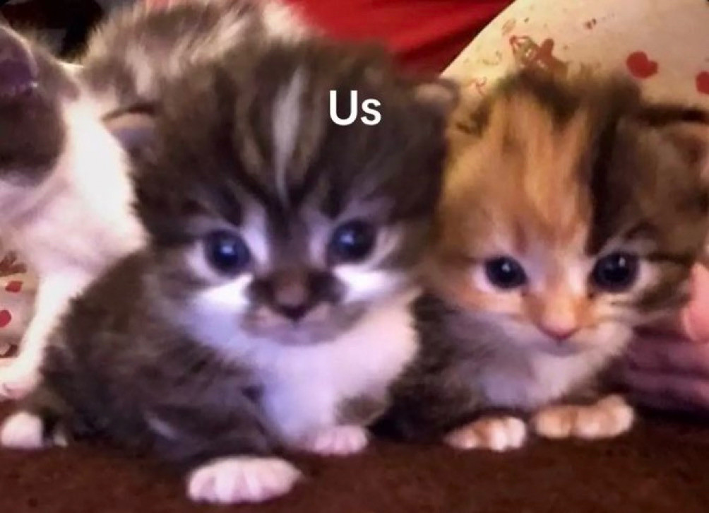 More Cats (@evenmorecats) on Twitter photo 