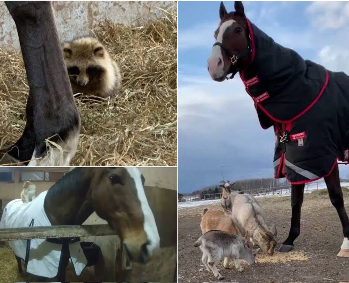 cocoarini's tweet photo. Meisho Doto and his eccentric mix of friends: from a tanuki, a cat (Meto), to goats!

Meisho Doto is said to truly love small animals and would just be contented hanging around them :3 https://t.co/35AzUVrEfp