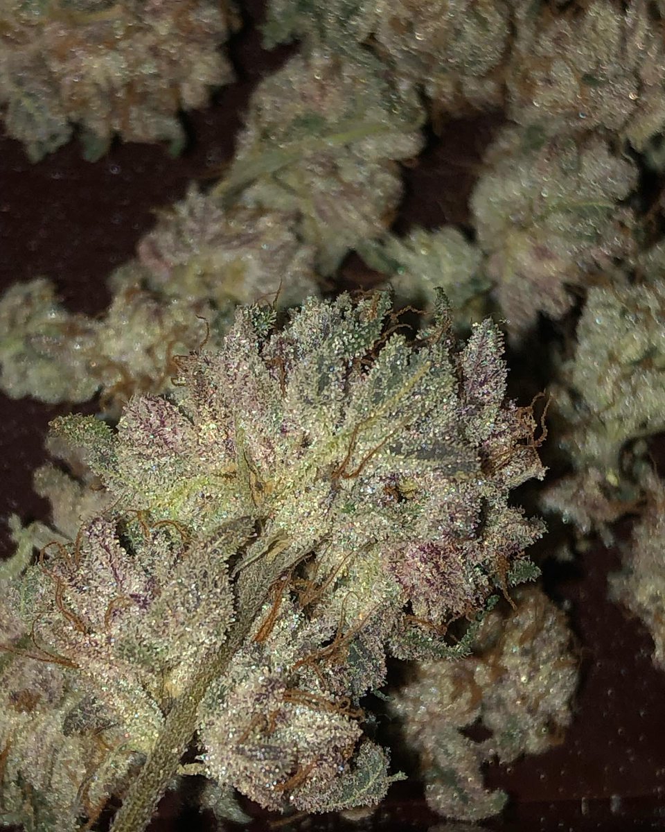 Restocktation's tweet image. Dried n curedd 🍭 koolwhip
.
.
.
#loyaltothesoil #harvest #terps #candy #organic