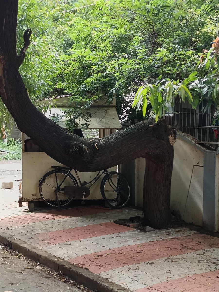 KavithaReddyKR's tweet image. SAVED Tree...... 

Nature teaches everything! 🥰 

#KavithaReddyKR #SaveTrees