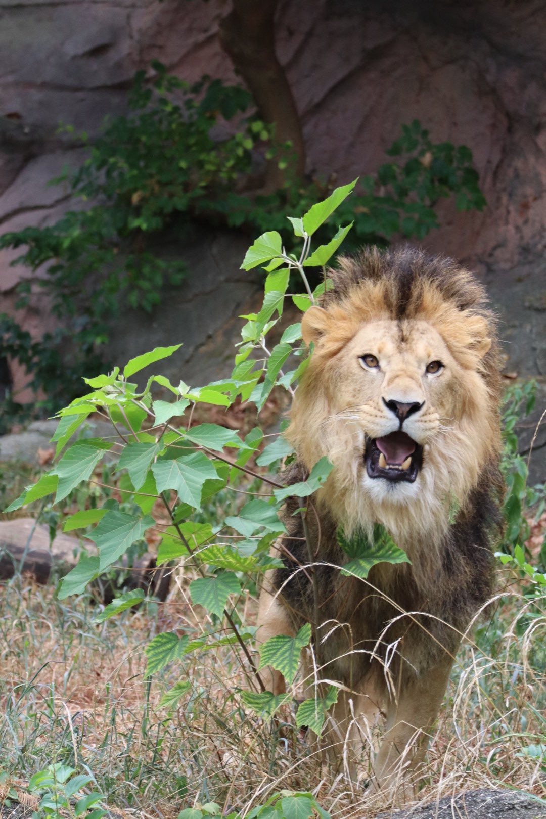 カラフルライオン 1480709069-2308x3000.png.jpg?h