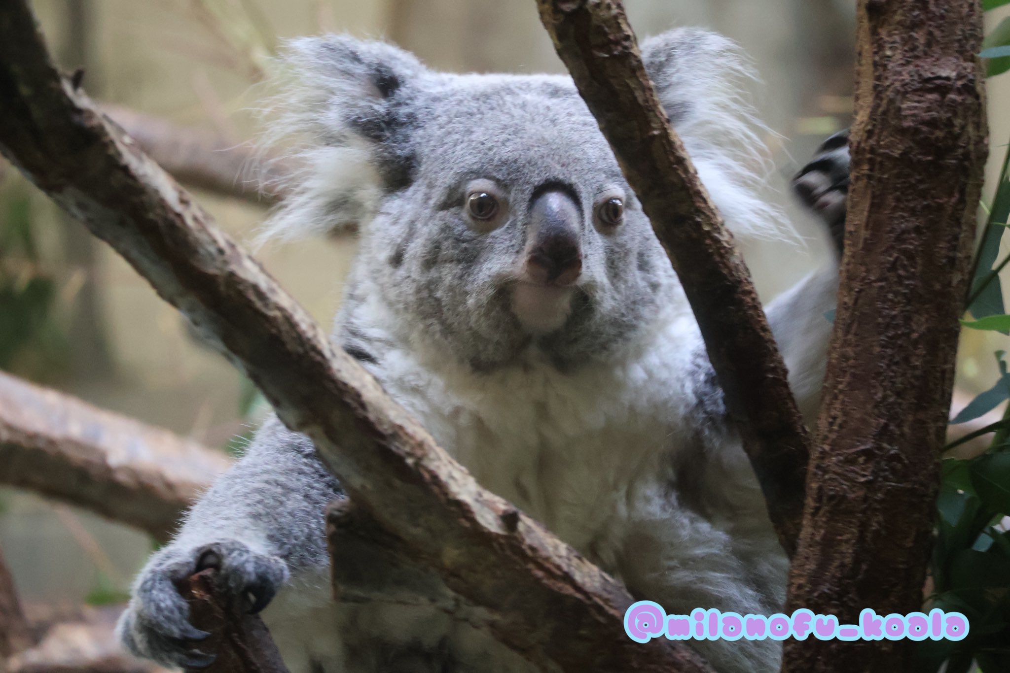 コアラ　他の方はご遠慮願います ふわふわすぎんか🐨🌹😚 20250802 🙅‍♀️無断転載禁止です