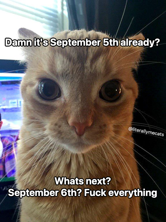 LiterallyMeCats tweet media