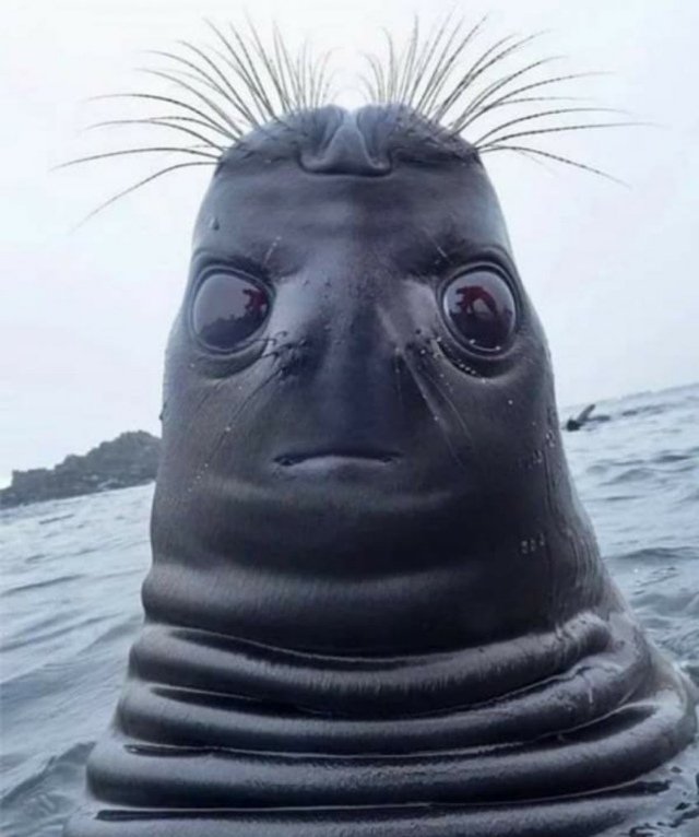 Walrus_meme's tweet photo. hi https://t.co/poqaDaeM2v