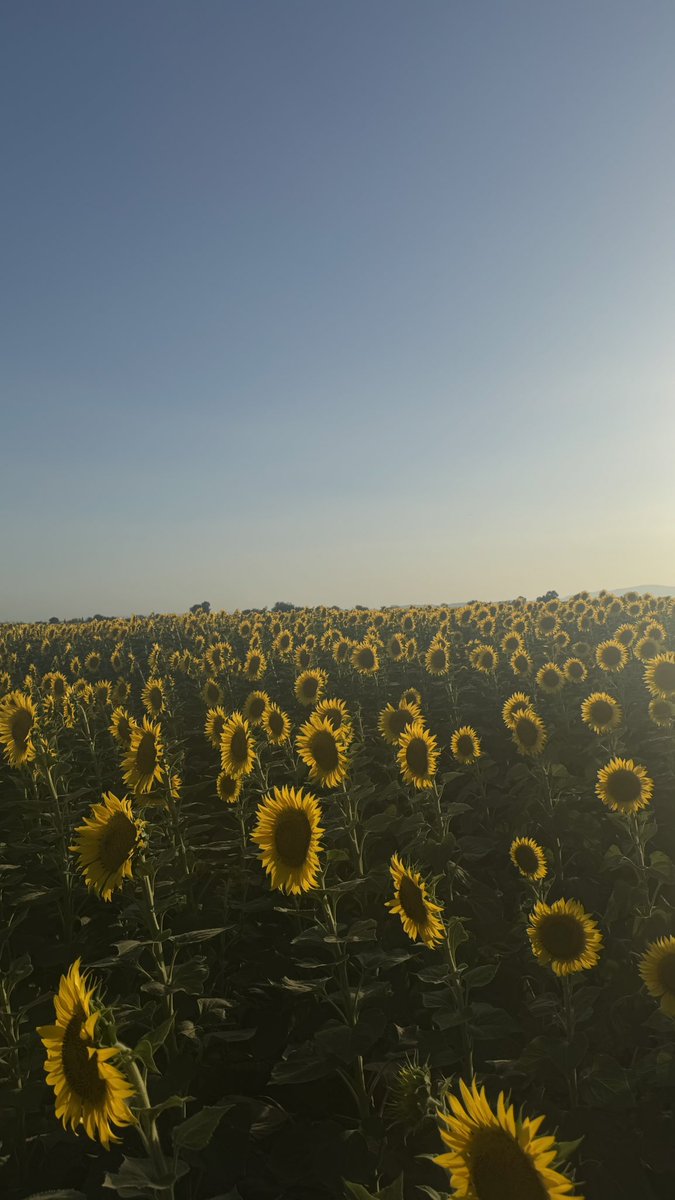 FtmCigdem's tweet photo. 🌻🤍🐣 https://t.co/30EDDyOUor