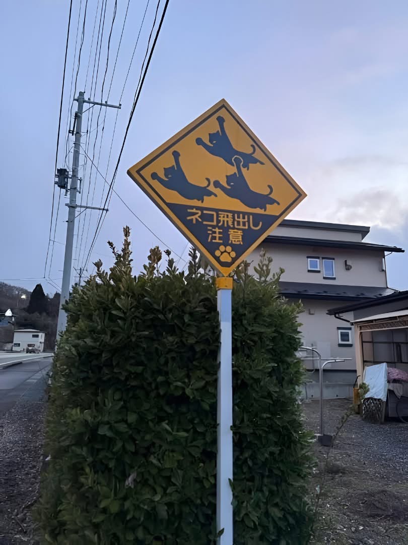 Don't know what #NAFOCatsDivision is up to, but this seems fun!