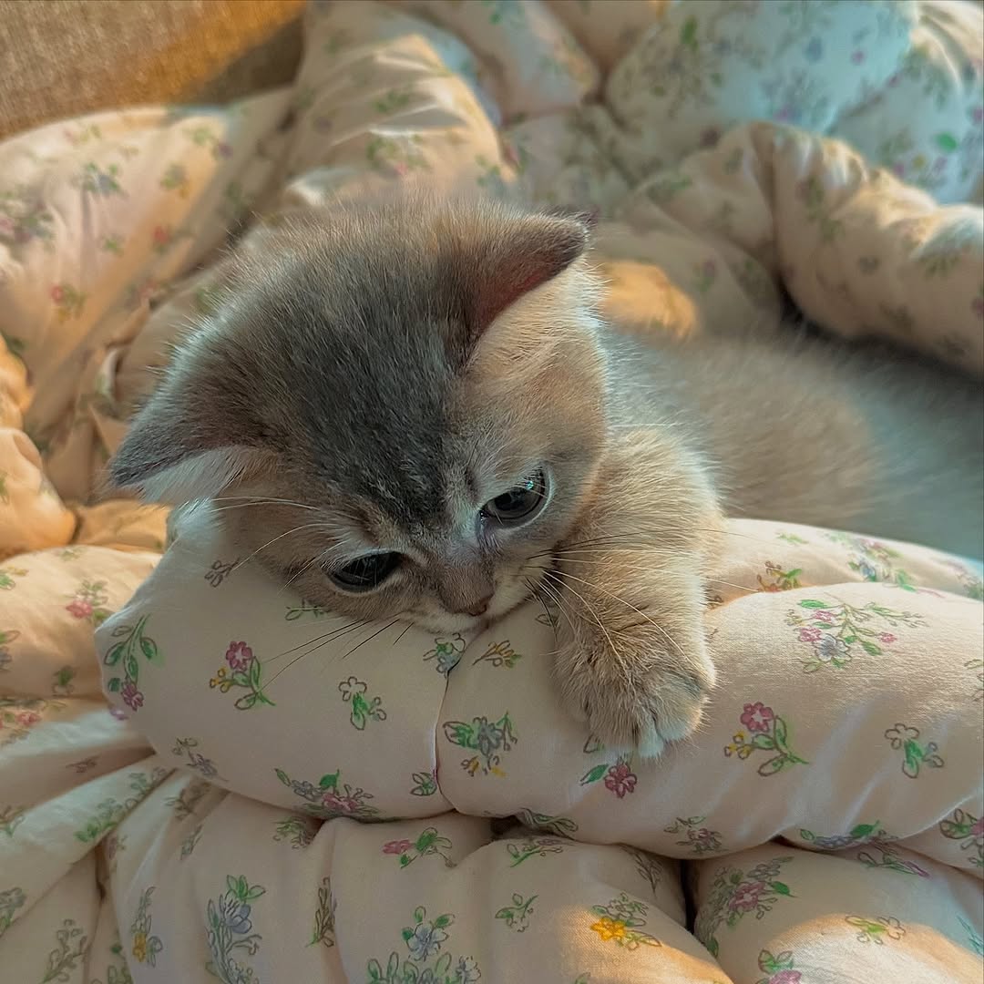 The Pets 𝕏 (@thepetsx) on Twitter photo 