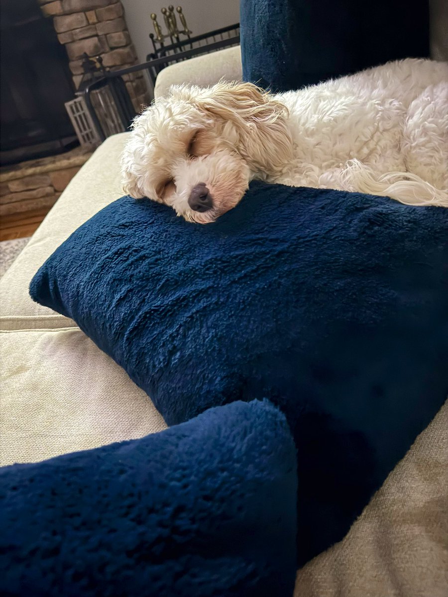 Chloe tapped out this game but she is definitely an Eagles fan. She just gets nervous when I yell so I had to give her her anxiety meds, which I probably should be taking. #FlyEaglesFly  #GoBirds #SportsAreHard