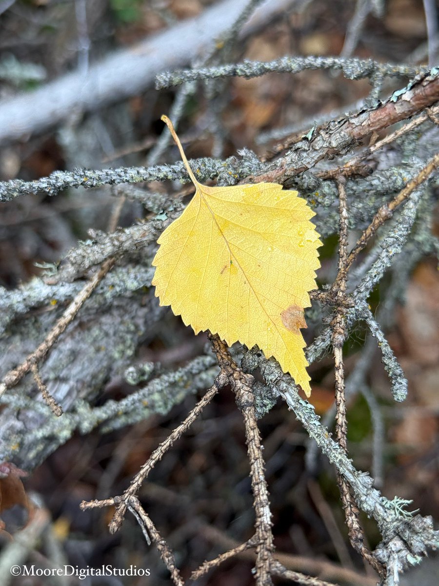 Fall is in the air… and on the ground.  🍁
#ChangingSeasons
