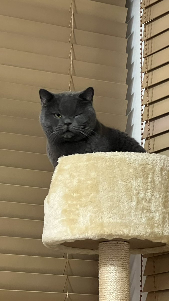 ウィンク🐈‍⬛..🤍

#ねこ #ねこのいる生活 #保護猫 #保護猫と暮らす #元繁殖猫　#猫好きさんと繋がりたい