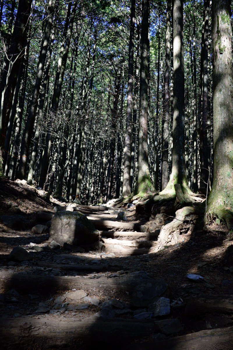 toogoolawah's tweet image. #nikonz30