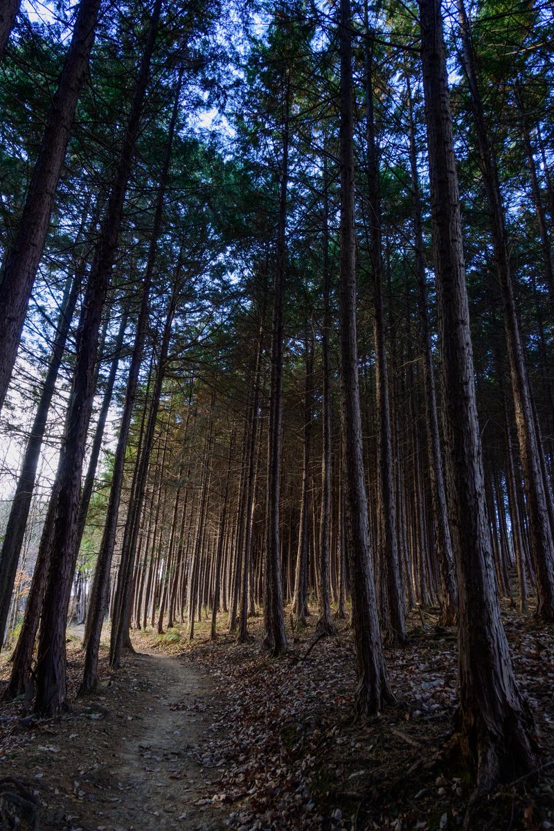 toogoolawah's tweet image. #nikonz30
