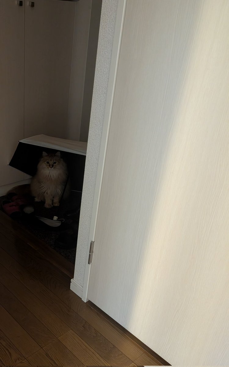 onasukwi's tweet photo. 外出から戻ってきて玄関に傘��してたらトトロみたいなのが居た
#ねこのねぎ https://t.co/j47JlEmEzt