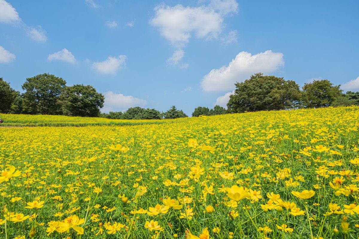 【コスモスまつり2025】いよいよ明日から開催です！現在の各花畑の開花状況です。
花の丘「キバナコスモス’レモンブライト’」：見頃
原っぱ西花畑「コスモス‘センセーション’」：開花始め
原っぱ南花畑「秋のブーケガーデン」：見頃
ハーブの丘「コキア」：見頃(青葉)