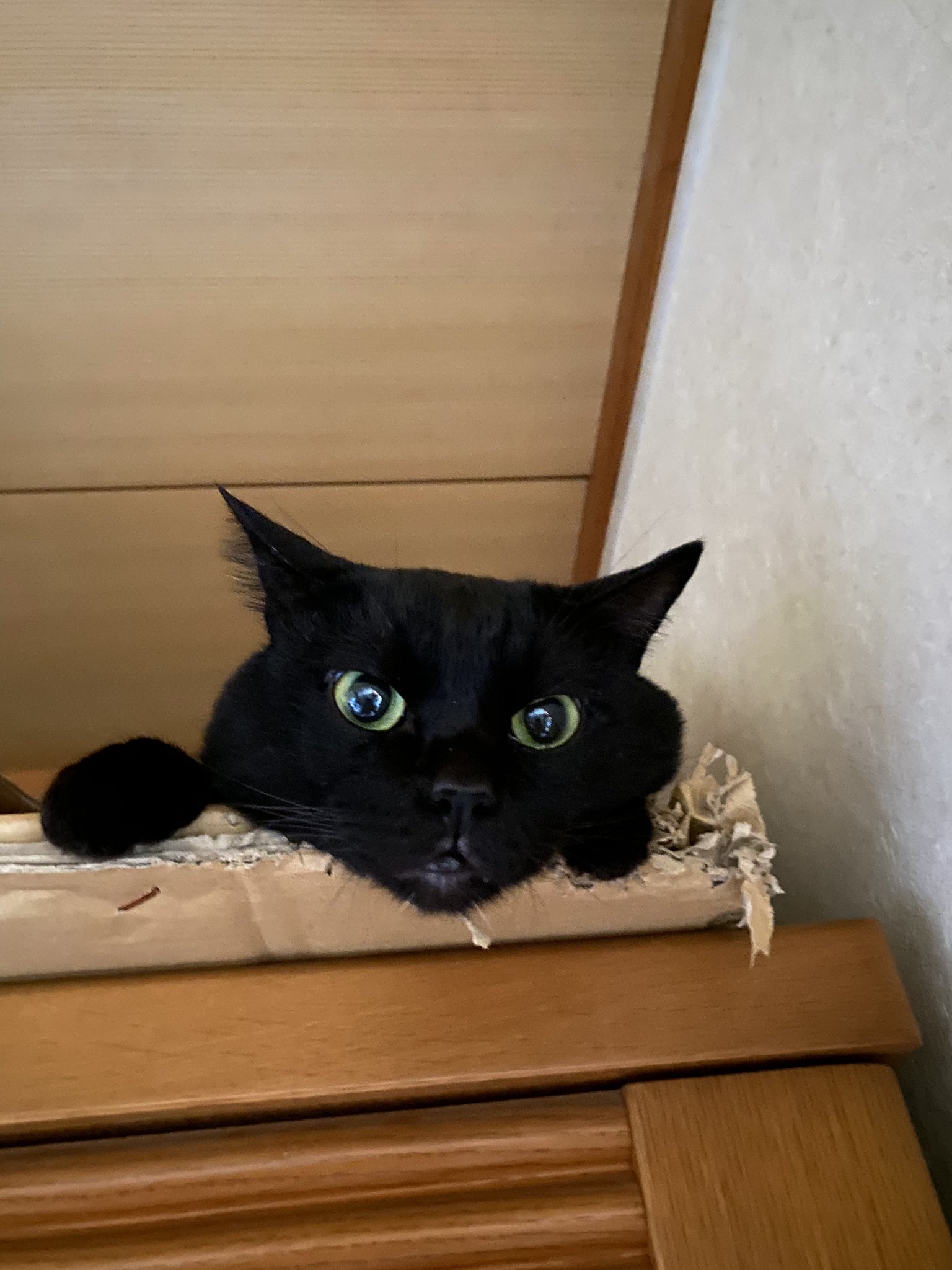 かえってきたねこぱーかー(黒)&くつベラ かえってきたねこぱーかー(黒)&くつベラ かえってきたねこぱー