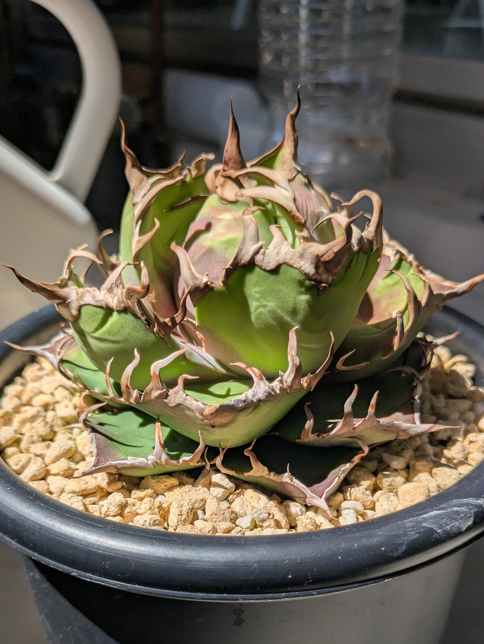 アガベ user_6d9a0291 我が家のアガベ大紹介！【アガベ/観葉植物/agave/plants】 - YouTube