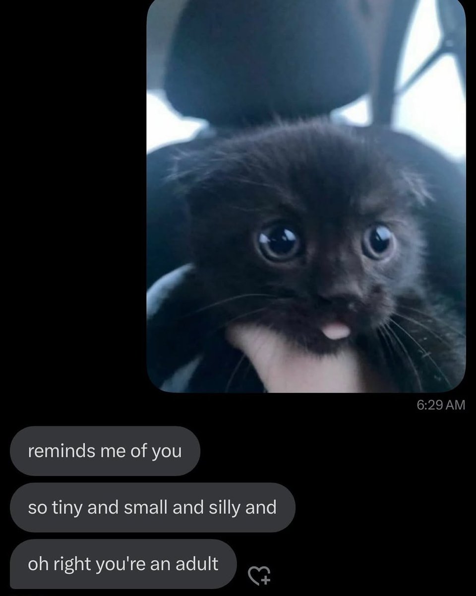 LiterallyMeCats tweet media