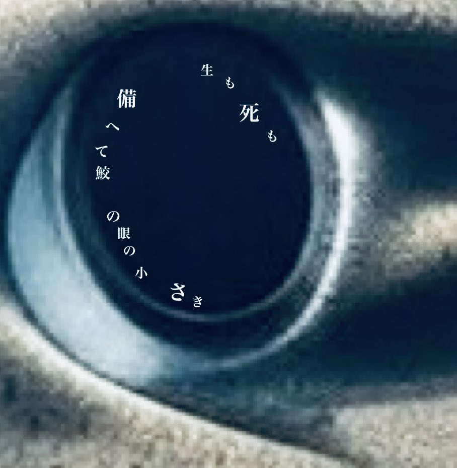#一句一遊　「漢字シリーズ　小」金曜日✨

生も死も備へて鮫の眼の小さき
　　　　　　　　　　　　　元野おぺら

組長、まさと先生ありがとうございました🦈👀