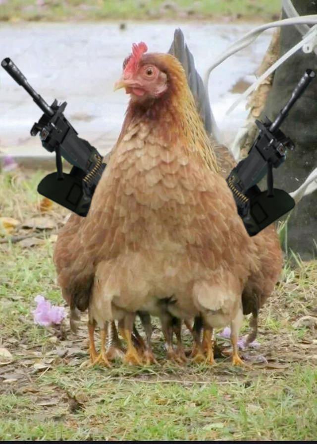 Chicken bound for greatness. Consolidation happening here