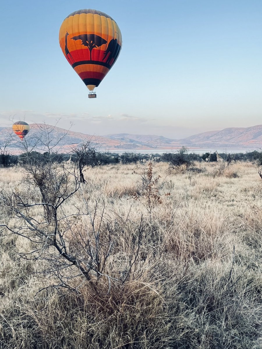 Thuski7's tweet image. Top of the morning 🐘🐯🐆🐅🦓