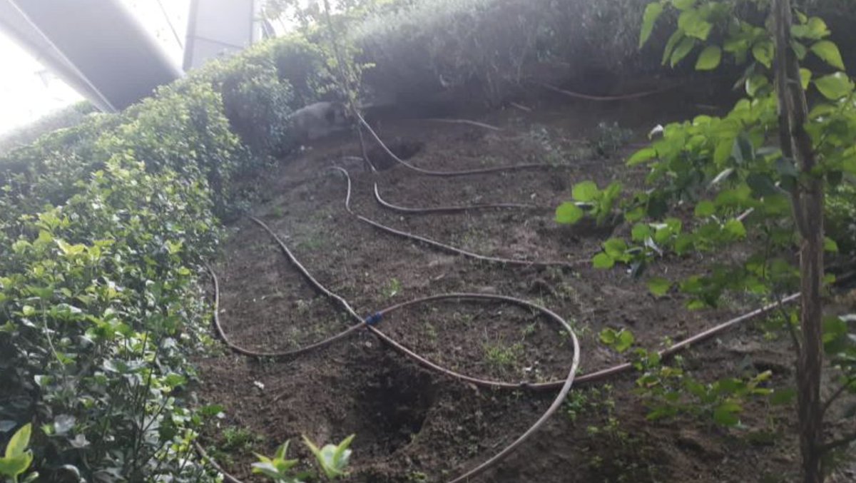 Burası <a href="/bhtclinicist/">BHT CLINIC</a> bahçesi. Dede arkada yatıyor görüyor musunuz? İşte son fotoğrafı bu. En güvendiği yerde ihanete uğradı. Gelen ihbarlarda yüksek dozda iğne atıldığı 7-8 dakika çırpındığı anlatılıyor. Belediye yok diyor. Hastane yok diyor. Paşa Dede'yi öldürmediyseniz nerede?