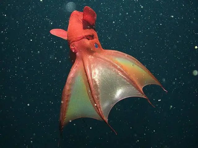 SpanRegion's tweet image. Vampire squid mega Malamar for the span region