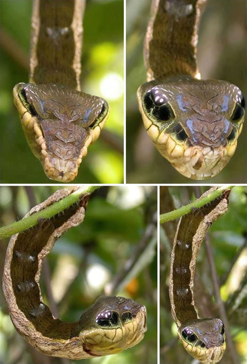 This Caterpillar Transforms Into a Snake!

This is the larva of the Hemeroplanes triptolemus moth, and it has a mind-blowing defense strategy, it inflates its body and mimics a snake to scare away predators

Found in Central and South America, this master of disguise is harmless