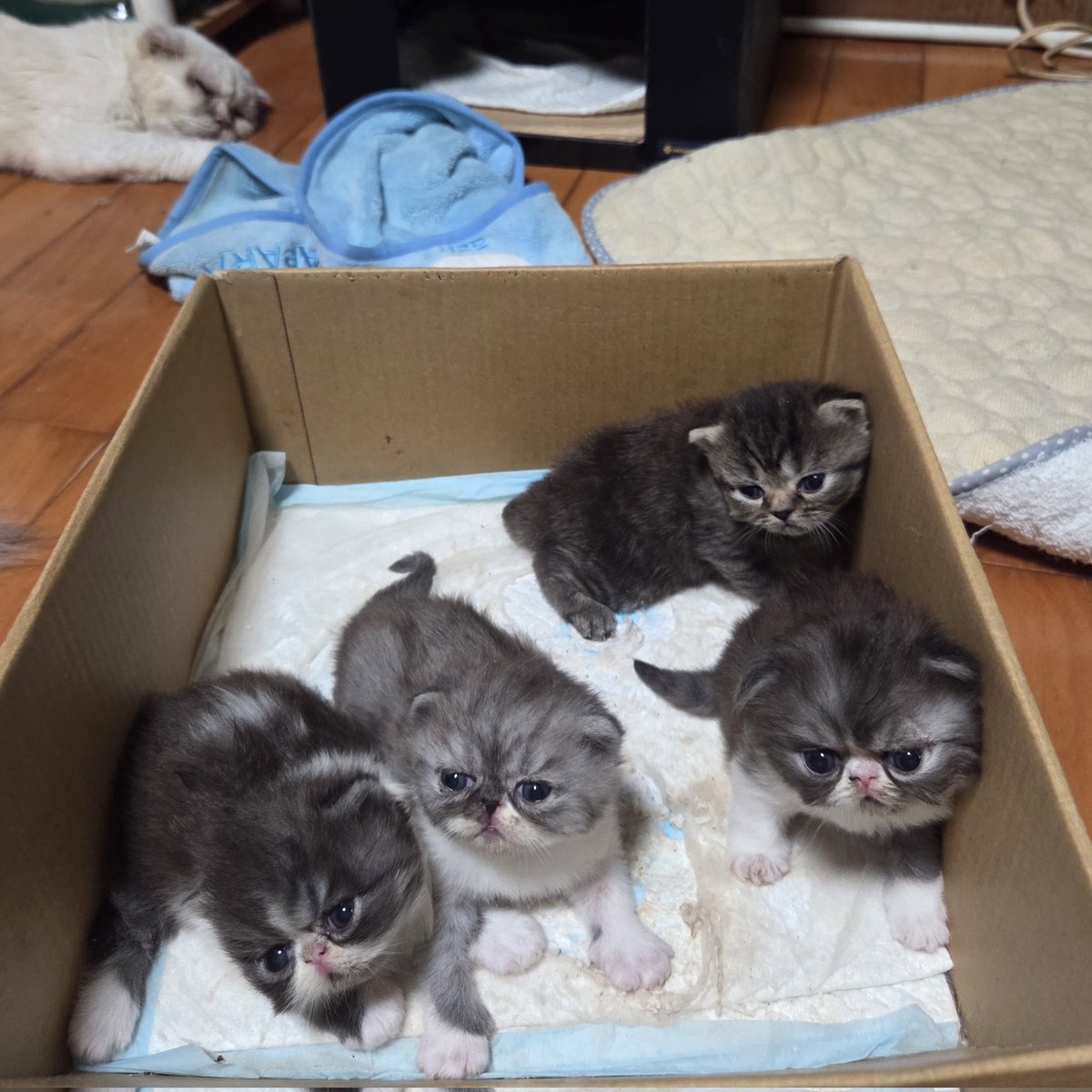 オリジナル】花より団子な春乙女 ねこ 【オリジナル】花より団子な春