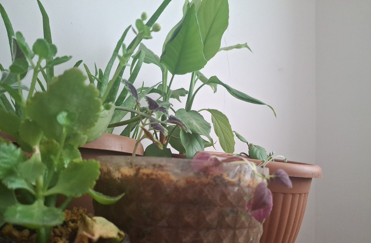 Çiçeklere isim veriyordum ölmek üzere olan canlanırsa ismini Reyhan koymaya karar verdim ckgkfkvfjgjkfkcjc