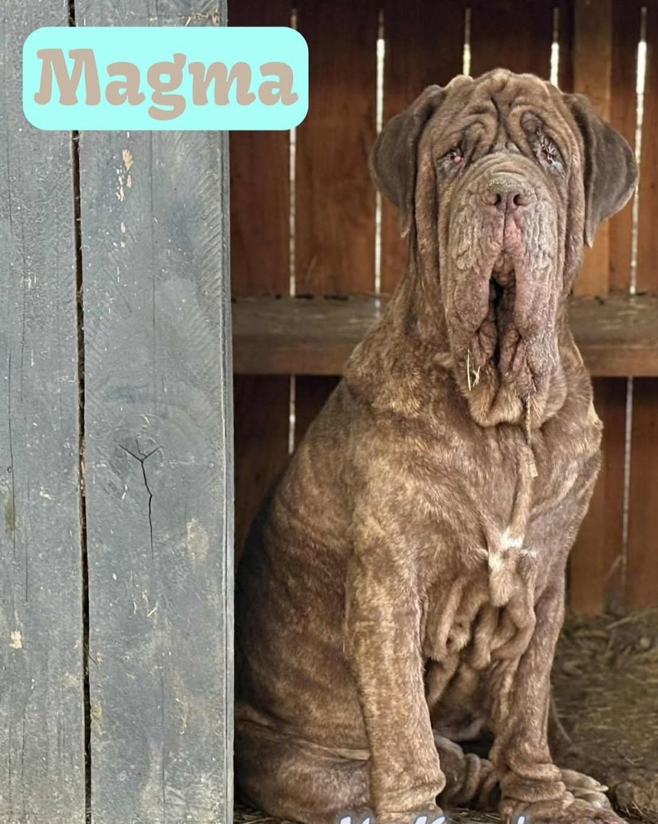 A présent des nouvelles du sauvetage de Magma qui avait ete sauvé avec napoléon,-)

J'espère qu'il trouvera un gentille famille 🩵