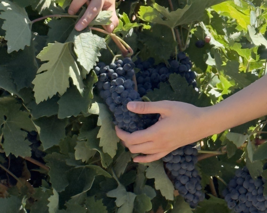 Seguimos de cerca la maduración de nuestras uvas 🍇✨.

Cada día muestreamos distintas parcelas y analizamos azúcares, acidez y madurez.
Es la base para decidir el momento exacto de vendimia y garantizar la máxima calidad en nuestros vinos. 

#Vendimia2025 #DOCigales