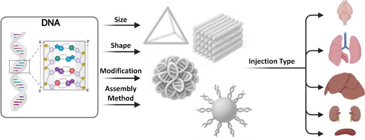 ADDReditors's tweet image. ADDR Open Access: Engineering in vivo behavior of DNA nanostructures toward organ-targeted drug delivery.
By Sehoon Kim &amp;amp; coworkers @KistPublic @KoreaCRS
#DNAnanostructure #OrganTargeting 
kwnsfk27.r.eu-west-1.awstrack.me/L0/https:%2F%2…