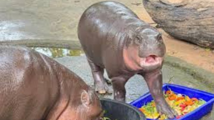 Big hippo eating his first meal 🤪 #zoo #hippo #zoo
