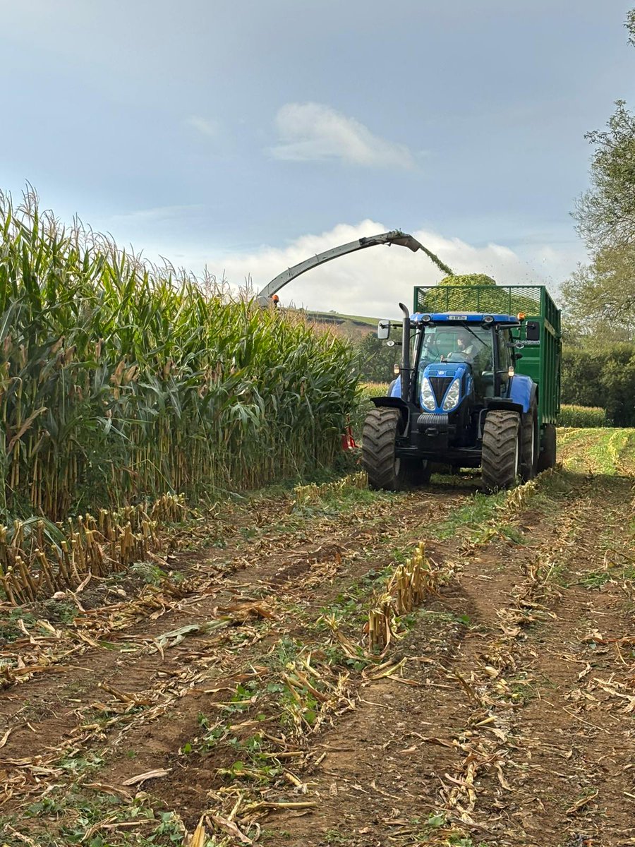 DLF Seeds IRL tweet media