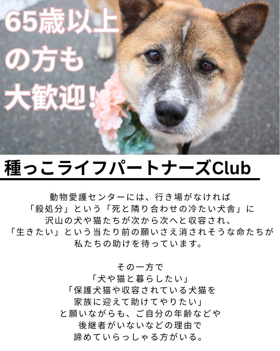 【種っこライフパートナーズのお知らせ】②

危機的状況に直面し続けております

その度、当会の保護枠をやり繰りしながら
キャパ超えの中で
なんとか処分を防いでおりますが
どうしても直ぐに引き出し保護してあげられない沢山の命たちが
私たちの助けを待っています
→