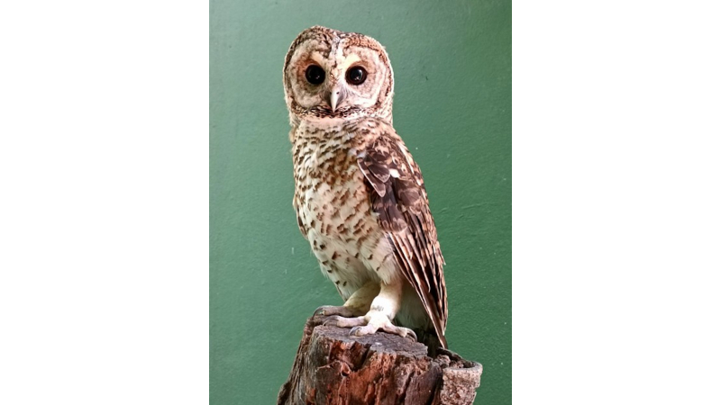 #Bactérias super-resistentes são encontradas em #aves selvagens em centro de reabilitação no litoral paulista. Urubu recém-chegado ao Orquidário Municipal de Santos e coruja há dez anos em cativeiro estavam colonizados por E. coli resistente a antibióticos agencia.fapesp.br/55787