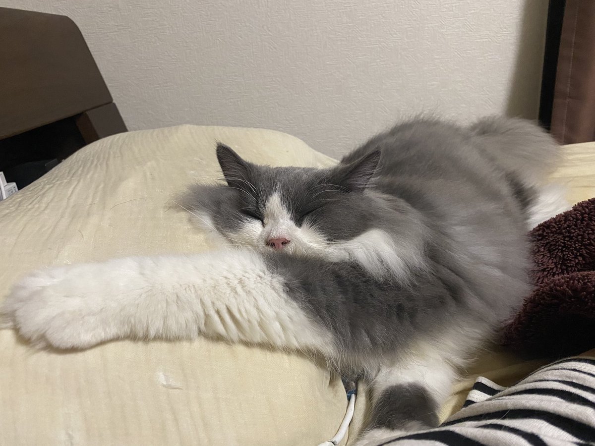 明日はシトラスゲストですー！！

女流リーグ終わりで2枚目みたいになってるかもだけど、勝ってても負けててもお酒は進むタイプなので対戦よろしくお願いします🍻

もうすぐやきう観に行くよーの写真✌️18時からですが対局次第で遅れるかもです(´・ω・｀)