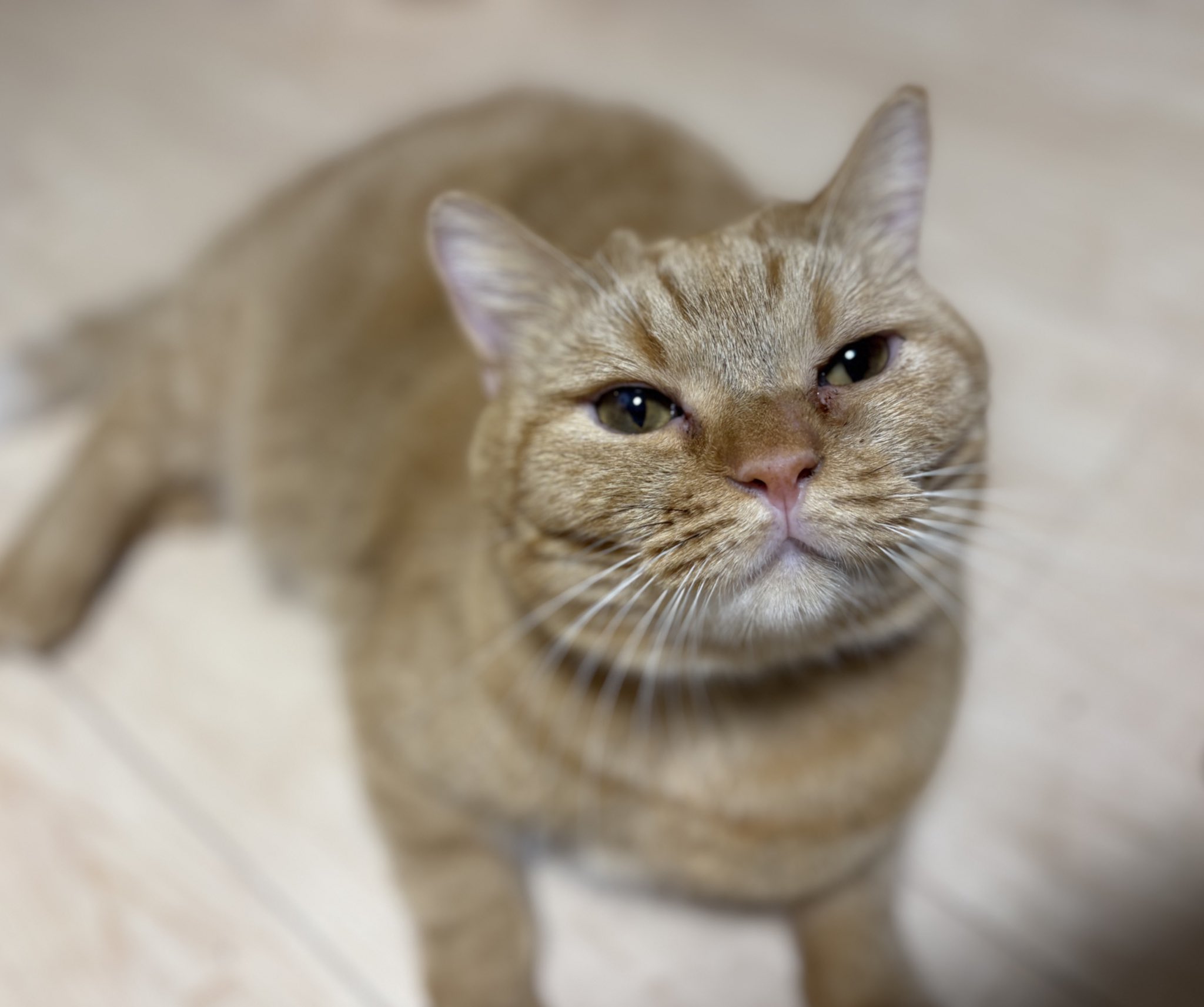 猫 FUNKS キャットホイール 猫 90cm - YouTube