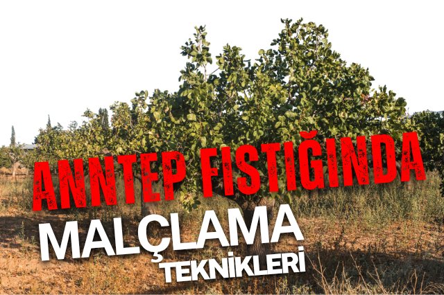 Yabancı ot mücadelesinde alternatif bazı malçlama malzemeleri avantaj ve dezavantajları...
hakielik.com/yabanci-otlarl…