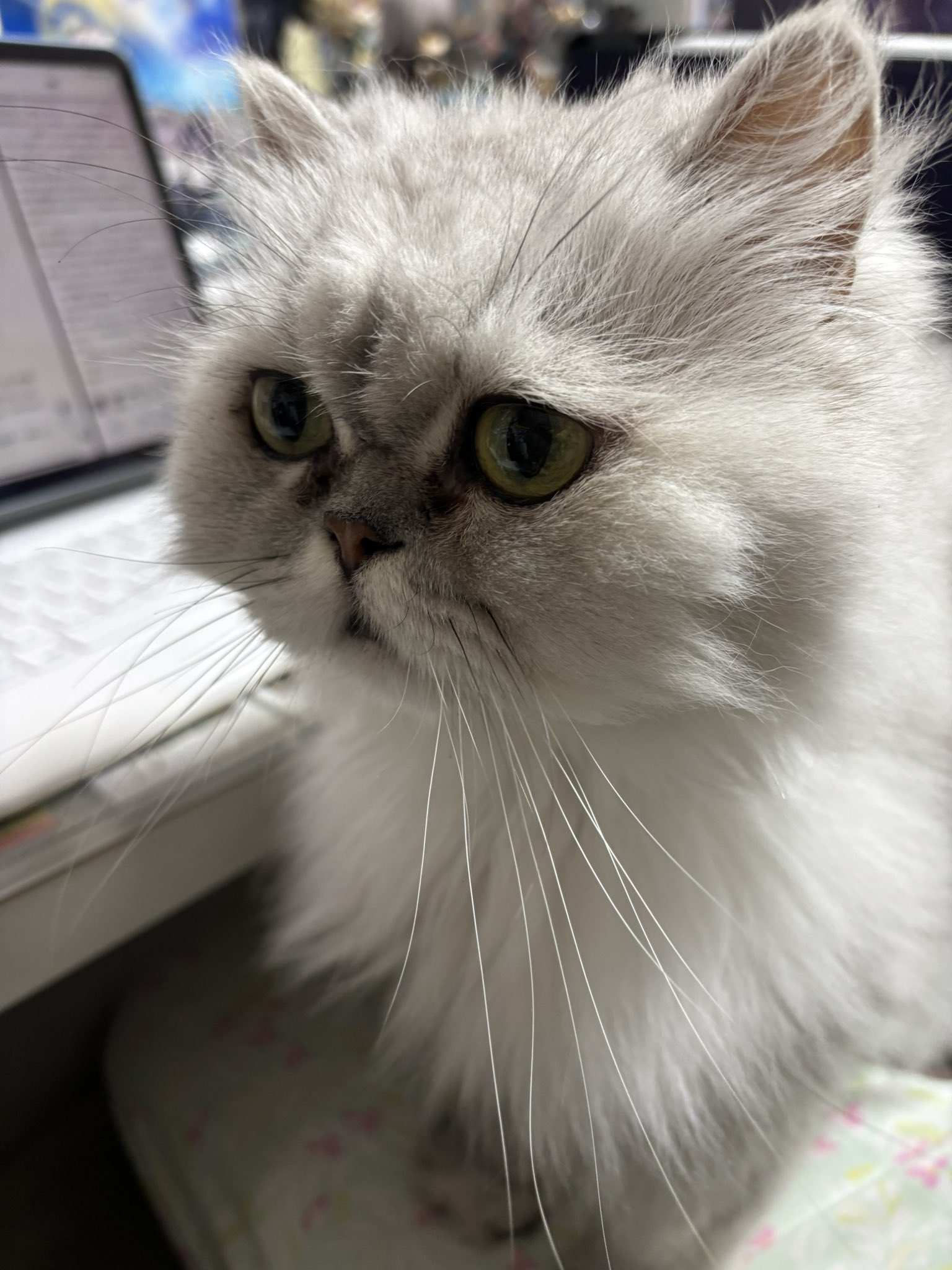 ねこ Z/X(ゼクス)買取 | 高く売るなら【買取コレクター】