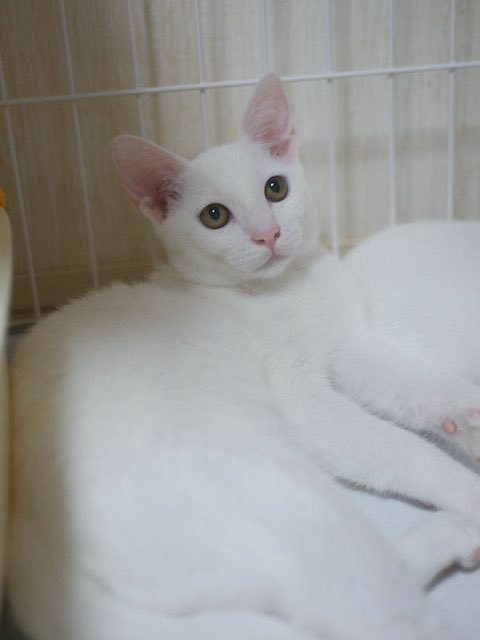 猫の日暮らし＊里親募集＊大阪＊譲渡会 on X: 