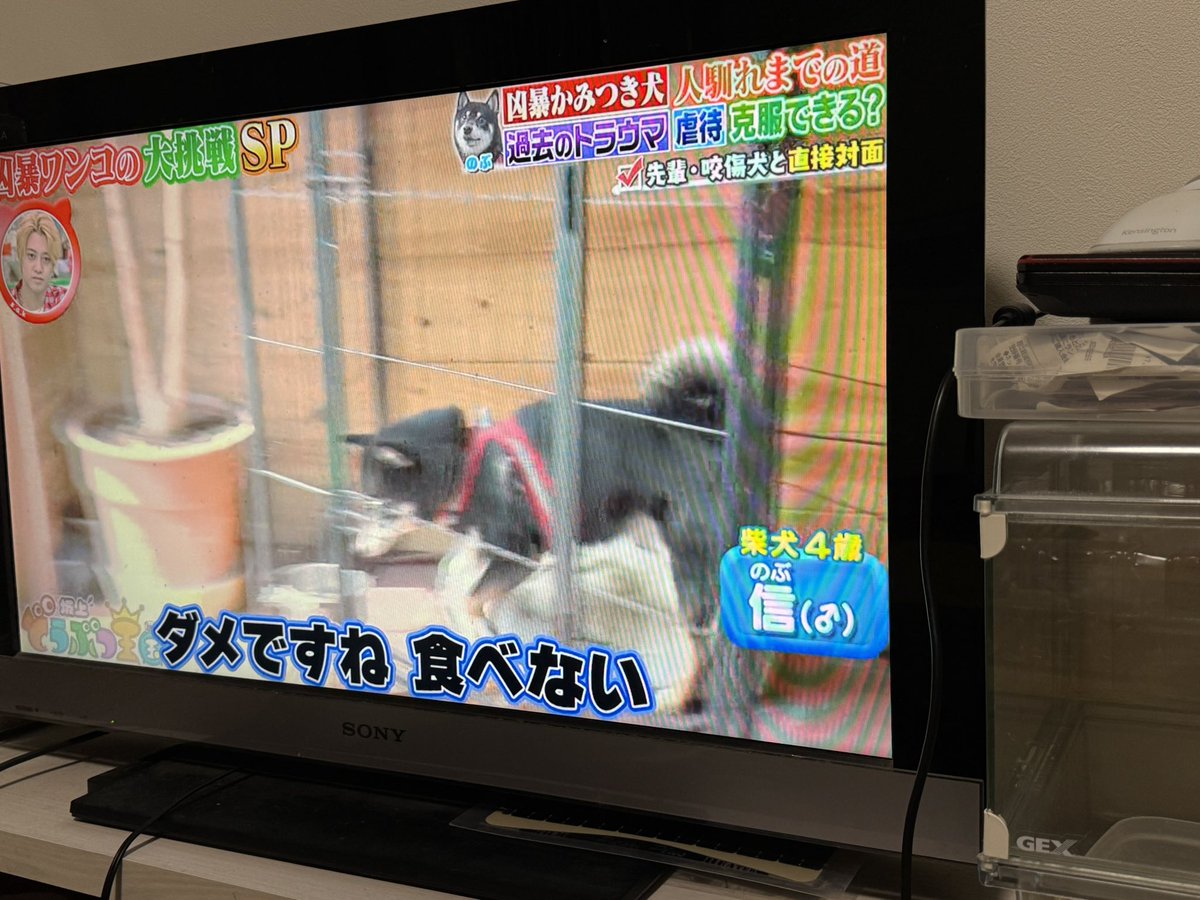 のぶ wwww