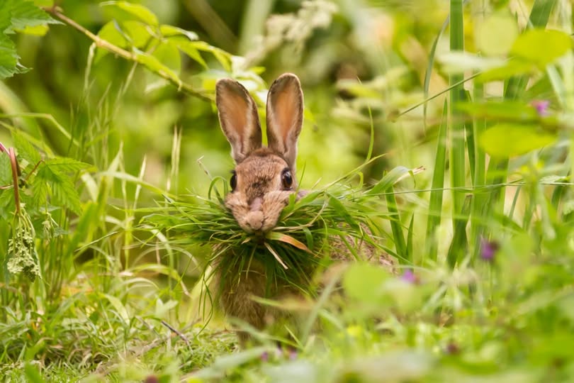 Doe Rabbit nesting...