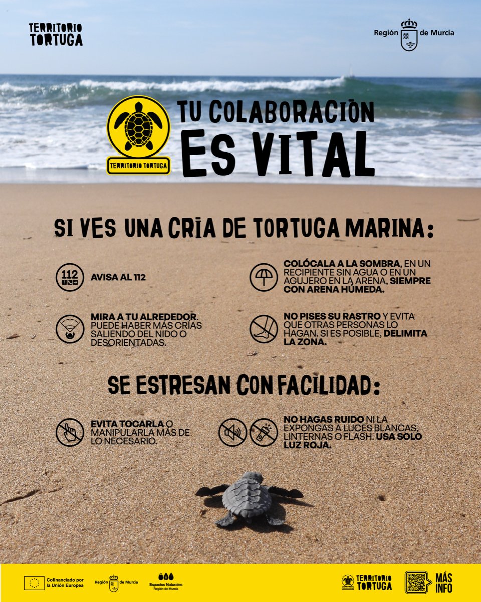 Las crías de #TortugaBoba son muy vulnerables, cada #Neonato que llega al mundo es una oportunidad para la especie 🐢

Aún estamos en periodo de nacimiento de crías y tu colaboración es clave para protegerlas y asegurar su regreso a nuestras costas 🌊

#TerritorioTortuga