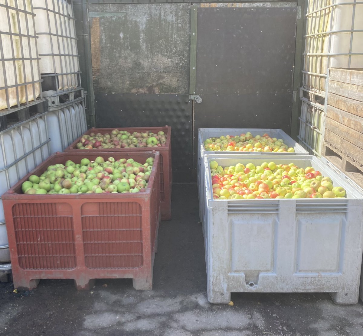 tuttsclumpcider's tweet image. Another three tonnes of apples delivered so far this week by members of the public which would have otherwise been wasted. Don&apos;t forget we give a bottle of Cider or apple juice for every 25kg 🍏🍎 #dontwastethem #recycle #propercider