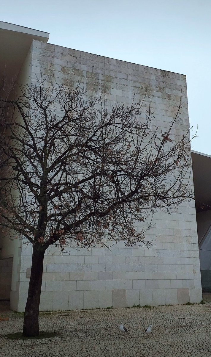 Kastanienzweig's tweet photo. Tree 🪾
#oldtree #treepeople #TreeWonders #treesound https://t.co/bVUJ1dDl0V