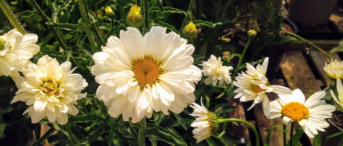 Daisy Days are Happy Days..... 🤍💛🤍
Tap to Zoom
#FlowersOnFriday  #FlowerPower  #FlowersOnX