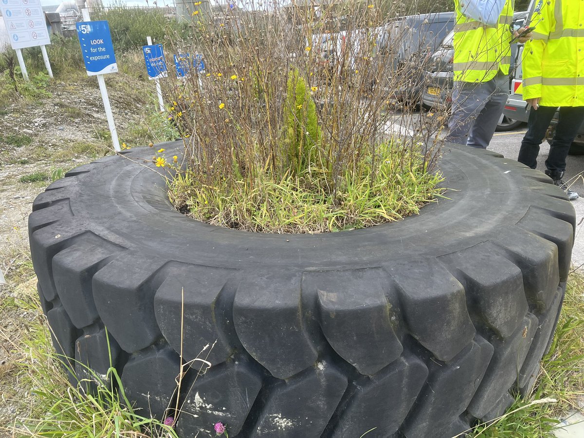 Spotted a great planter at Imerys Treviscoe dryer #biodiversity #Cornwall