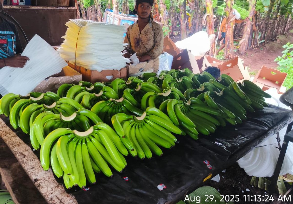 NaskarExims's tweet photo. Banana harvesting
Iran 13.5 kg box
We are leading exporter and supplier of Cavendish Banana G9 if anyone requirement of Cavendish Banana G9 for export and import purpose contact me WhatsApp number+91 9073331256
13kg, 13.5kg, 14 kg and 7 kg box packing available.
Sizes: 4, 5, 6 https://t.co/e1VHe4XHnf